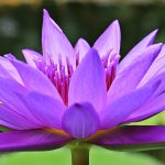 Offrir un massage pour la Saint Valentin